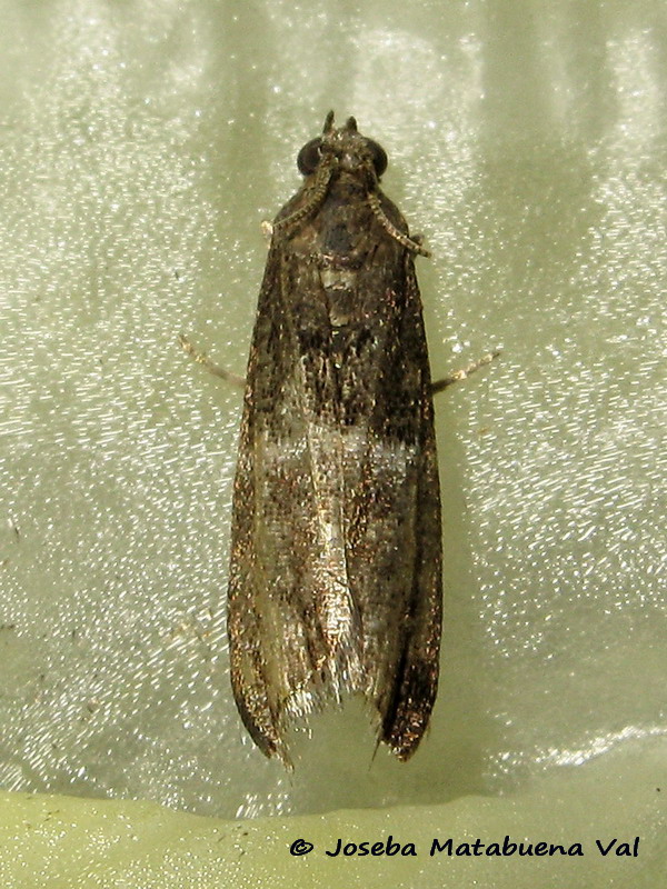 Micro da id. - Elegia sp, Pyralidae